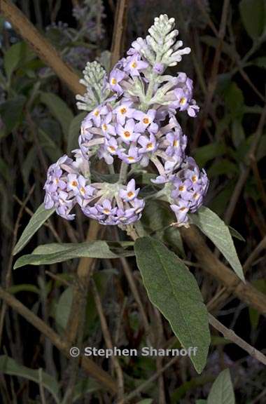 buddleja officinalis 5 graphic